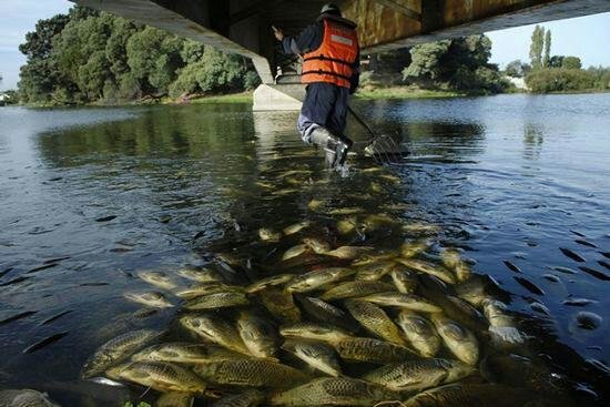 مرگ جمعیت بزرگ ماهیان بر اثر نشت مواد نفتی در رودخانه تجن