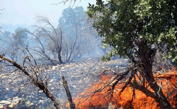 آتش در کمین جنگل‌های ایلام/ امکانات استان همچنان مطلوب نیست