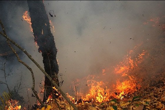 آتش در کمین جنگل‌های ایلام/ امکانات استان همچنان مطلوب نیست