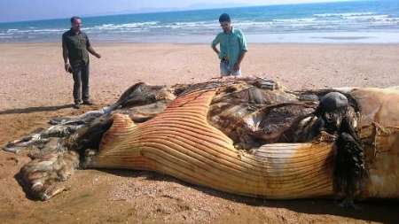 كشف لاشه نهنگ 12 متري در قشم