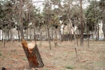 ماجرای قطع ۸۰۰ درخت در پارک جنگلی چیتگر